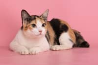 How about giving these cats and dogs
a home?