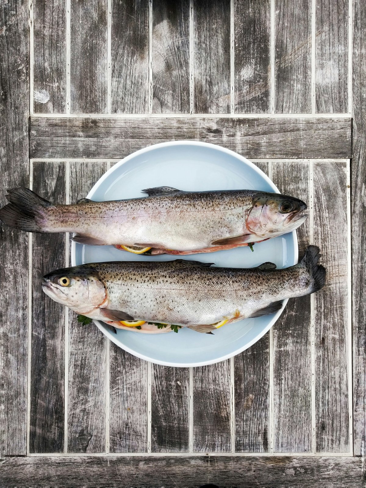 Fish