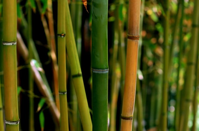 TUPAD workers join bamboo planting world record attempt