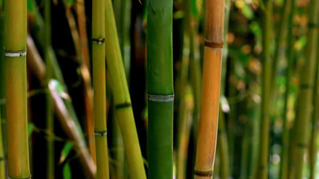 TUPAD workers join bamboo planting world record attempt
