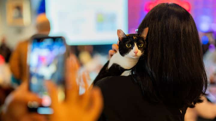 Purrfect Pairings: Hard Rock Cafe Manila Celebrates Global Cat Day