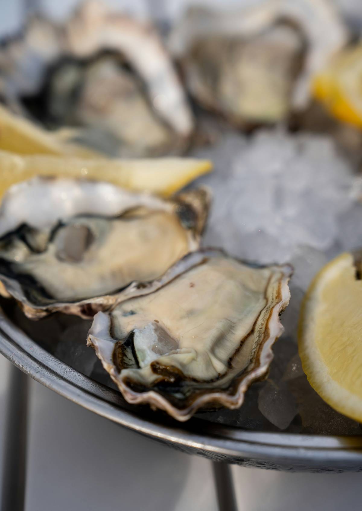 OYSTER