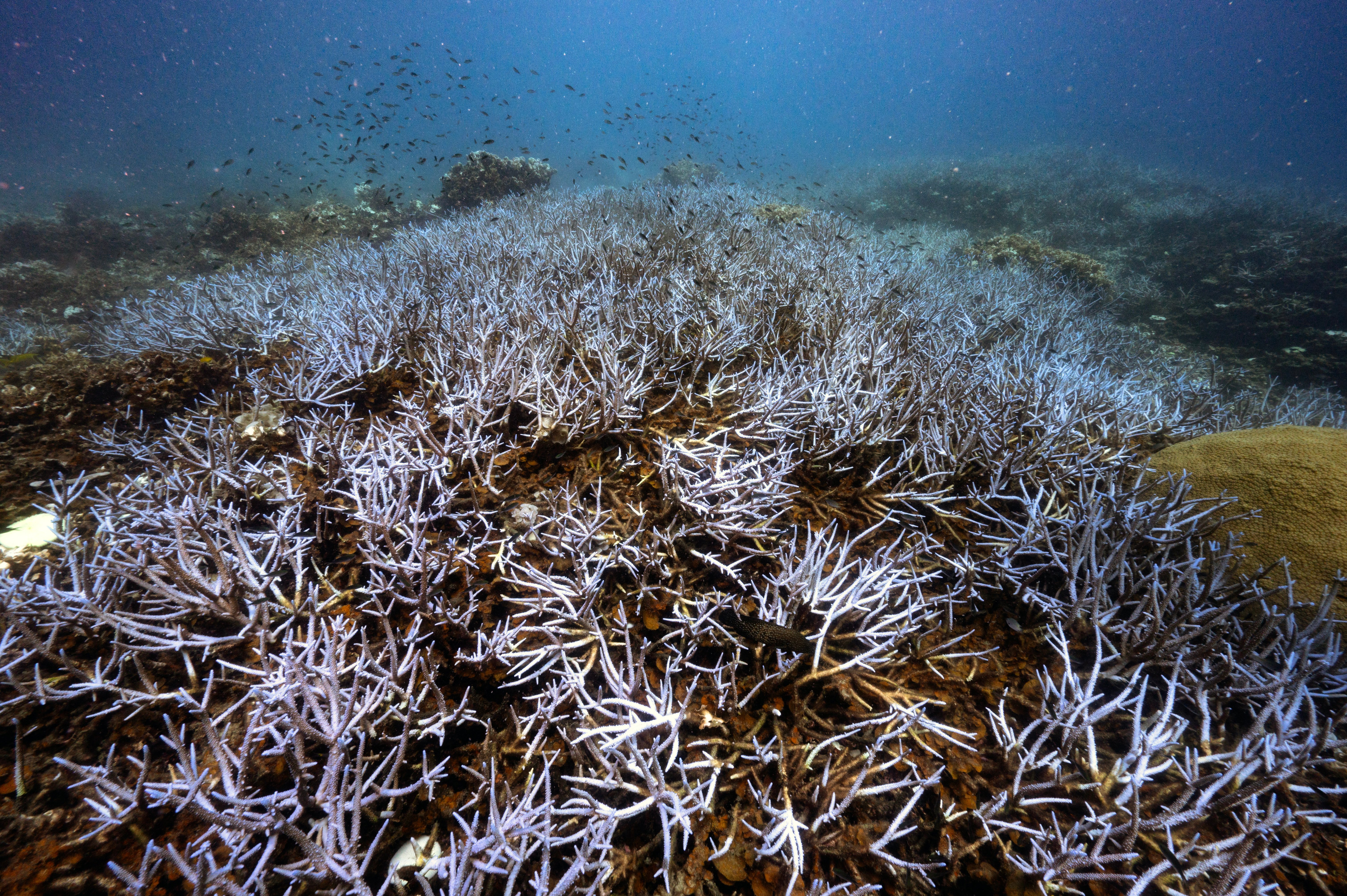 US Agency Reports Largest Coral Bleaching Event on Record
