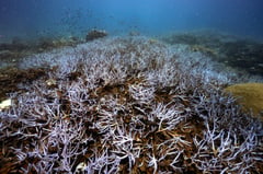 US Agency Reports Largest Coral Bleaching Event on Record