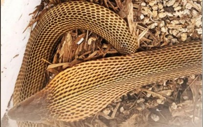Don’t kill a cobra 