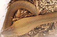 Survivor The near-endangered Philippine Cobra rescued in Barangay Pinagbayanan, Macalelon, Quezon and turned over to the Regional Wildlife Rescue Center of the Department of Environment and Natural Resources-Calabarzon in Calauan, Laguna.