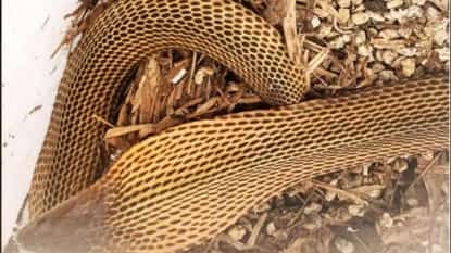 Survivor The near-endangered Philippine Cobra rescued in Barangay Pinagbayanan, Macalelon, Quezon and turned over to the Regional Wildlife Rescue Center of the Department of Environment and Natural Resources-Calabarzon in Calauan, Laguna.