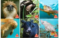 Rescue me The Save From Extinction pact aims to conserve and protect the following six endangered species (from left) Philippine eagle, pangolin, sea turtle, dugong, tamaraw and cockatoo.