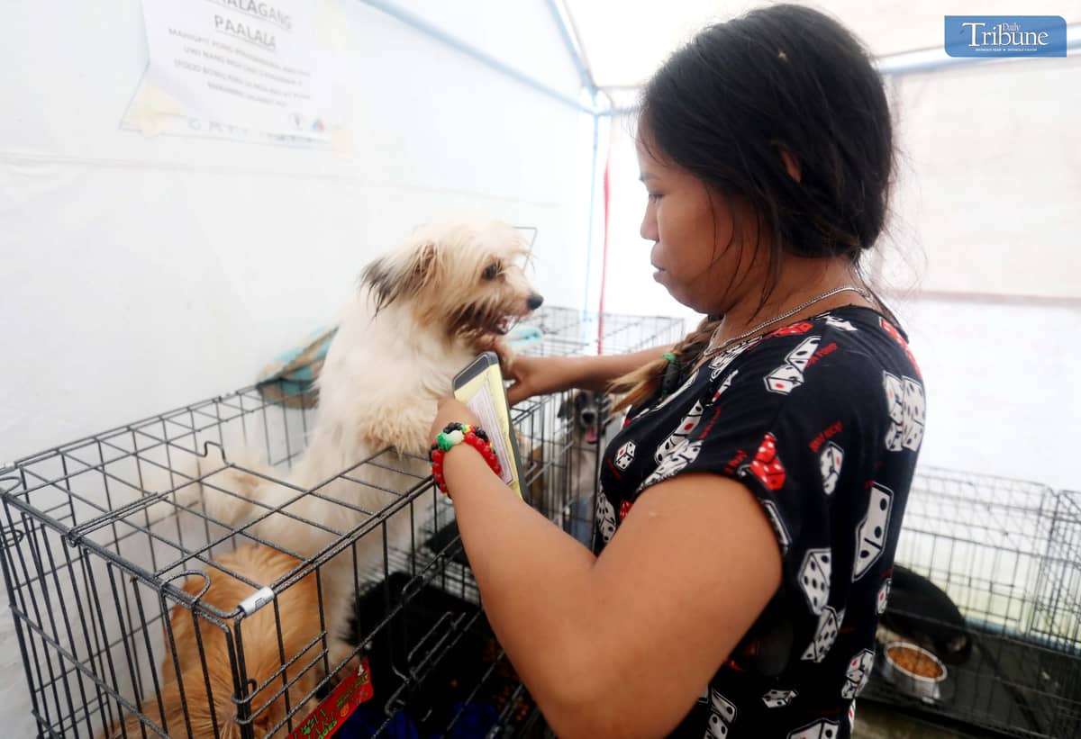 Fur parent at QC pet evac area.