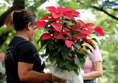 Poinsettias in Quezon City