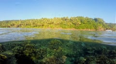 Southern Leyte coral restoration launched