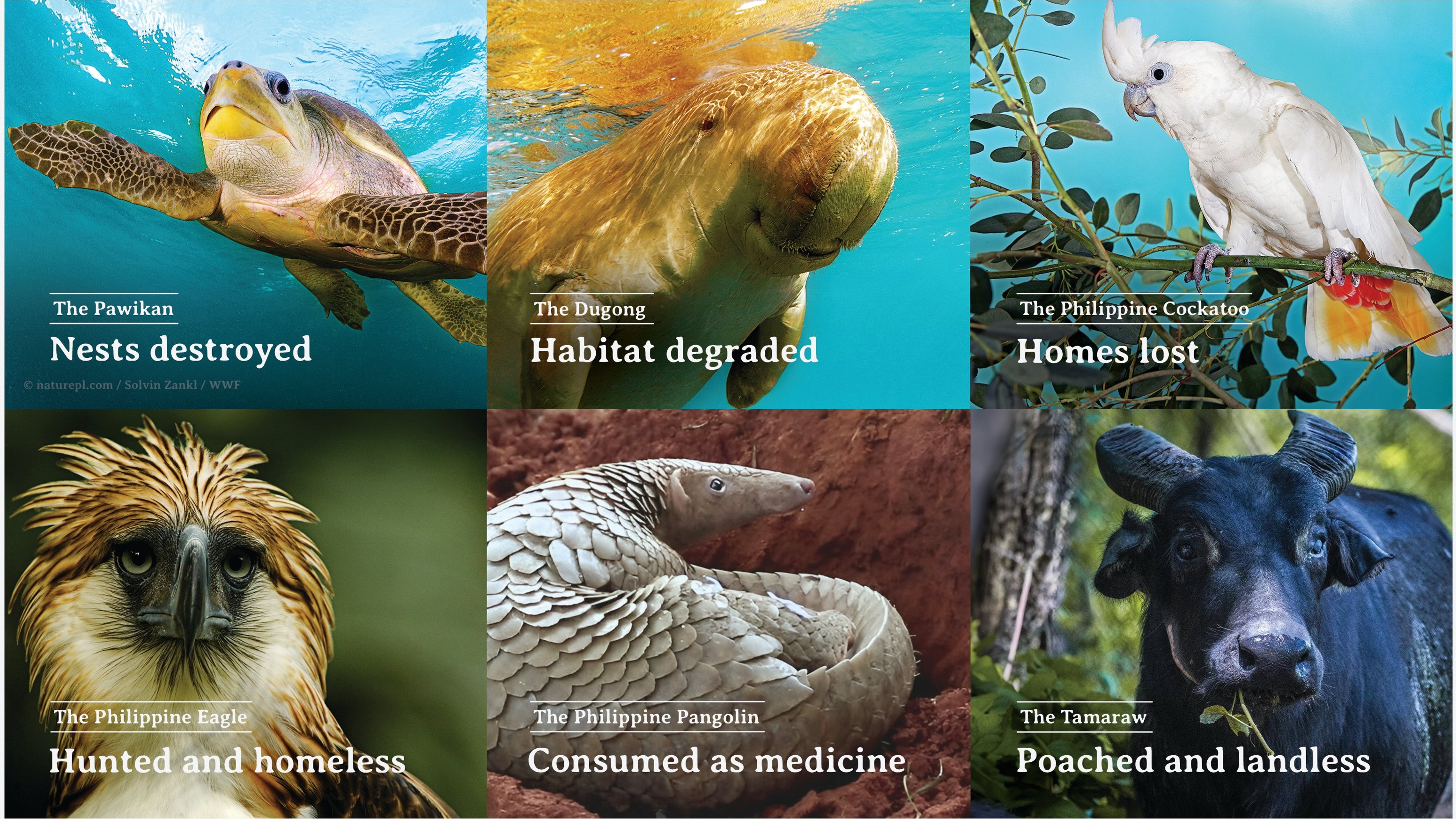 Save from Extinction