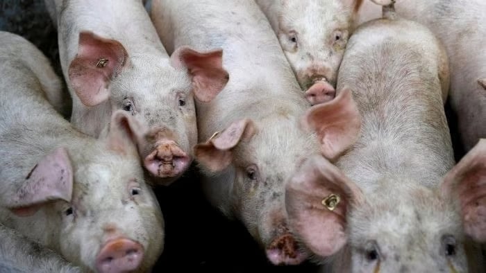 Bird flu infects pig in U.S. first