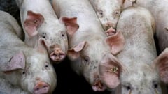 Bird flu infects pig in U.S. first
