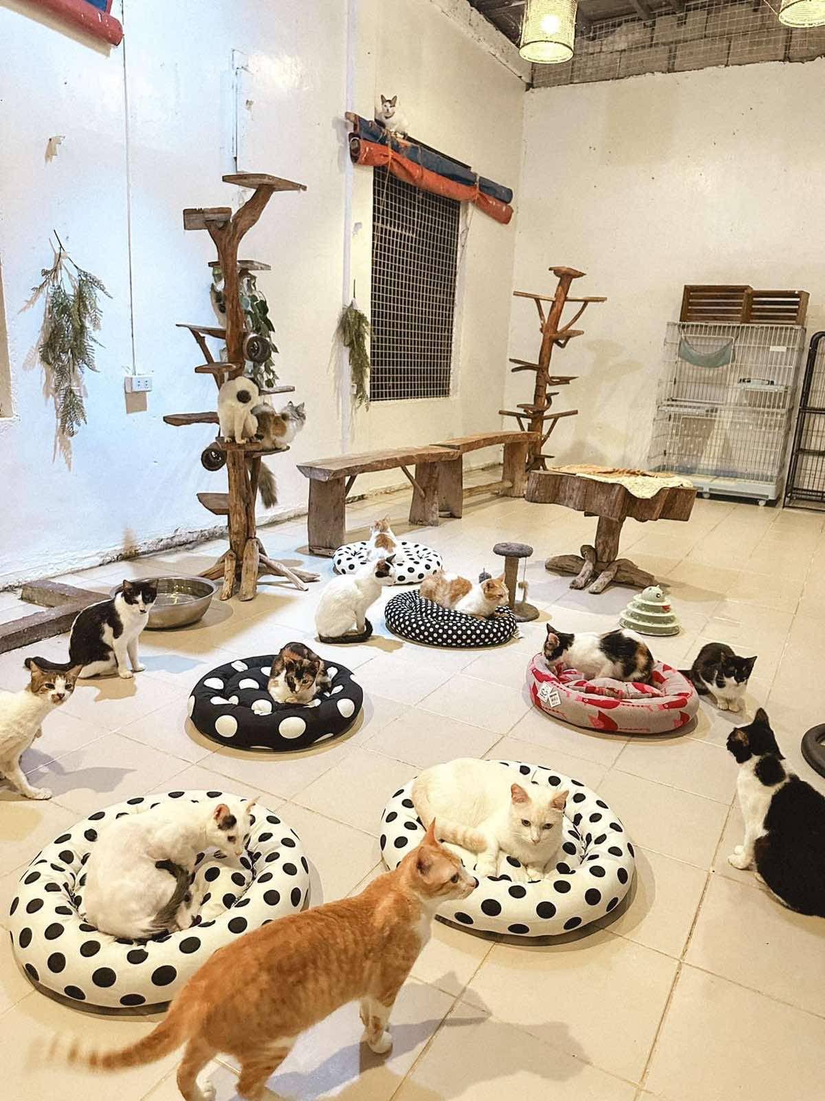 Feline rescues in Bulacan.