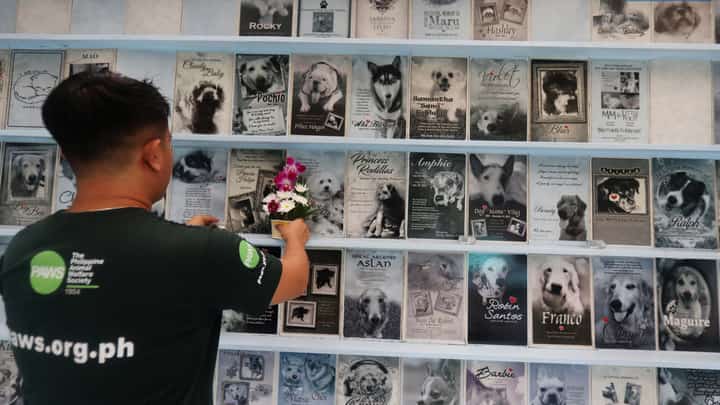 On Thursday, 31 October, 2024, a volunteer from the Philippine Animal Welfare Society (PAWS) places a flower on the memorial wall at the PAWS columbarium, a dedicated site on Aurora Blvd in Quezon City for families to remember their departed pets.