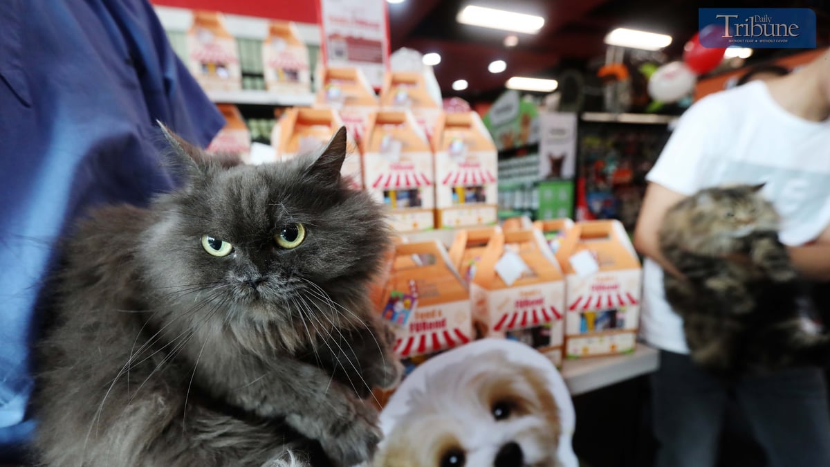 Feed a FURend: Pet Lovers Centre Supports Stray Animals in Quezon City