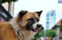 Rabies is preventable through timely vaccination of both pets and individuals who are exposed to the virus.