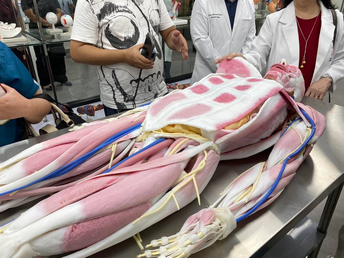 Synthetic cadaver