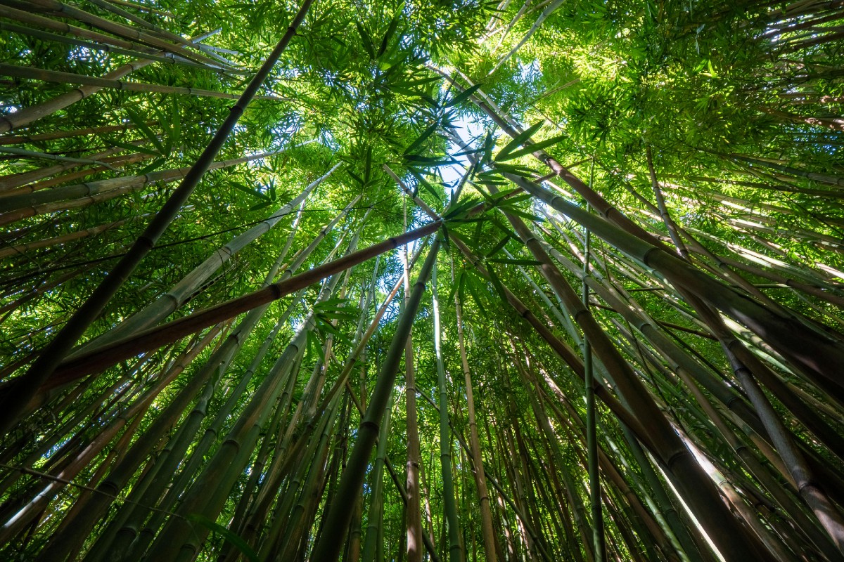 Bamboo-built homes ideal for cutting construction industry’s carbon footprint