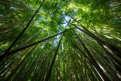 Bamboo-built homes ideal for cutting construction industry’s carbon footprint