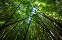 Bamboo-built homes ideal for cutting construction industry’s carbon footprint