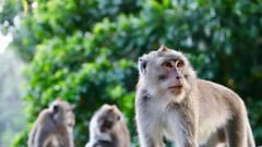 No aping anyone: 43 monkeys escape lab