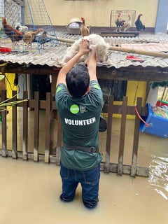 PAWS urges pet owners: Safeguard your pets