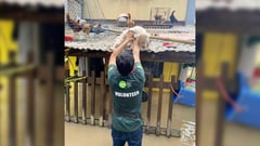 PAWS tells fur owners: Safeguard your pets
