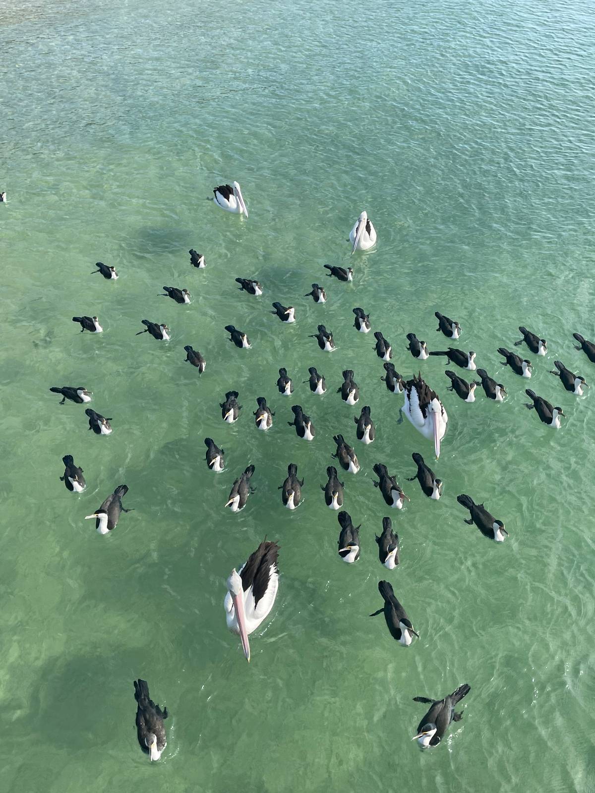 Tangalooma