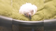 High-tech hatchling: Philippine Eagle chick #30 alive and well