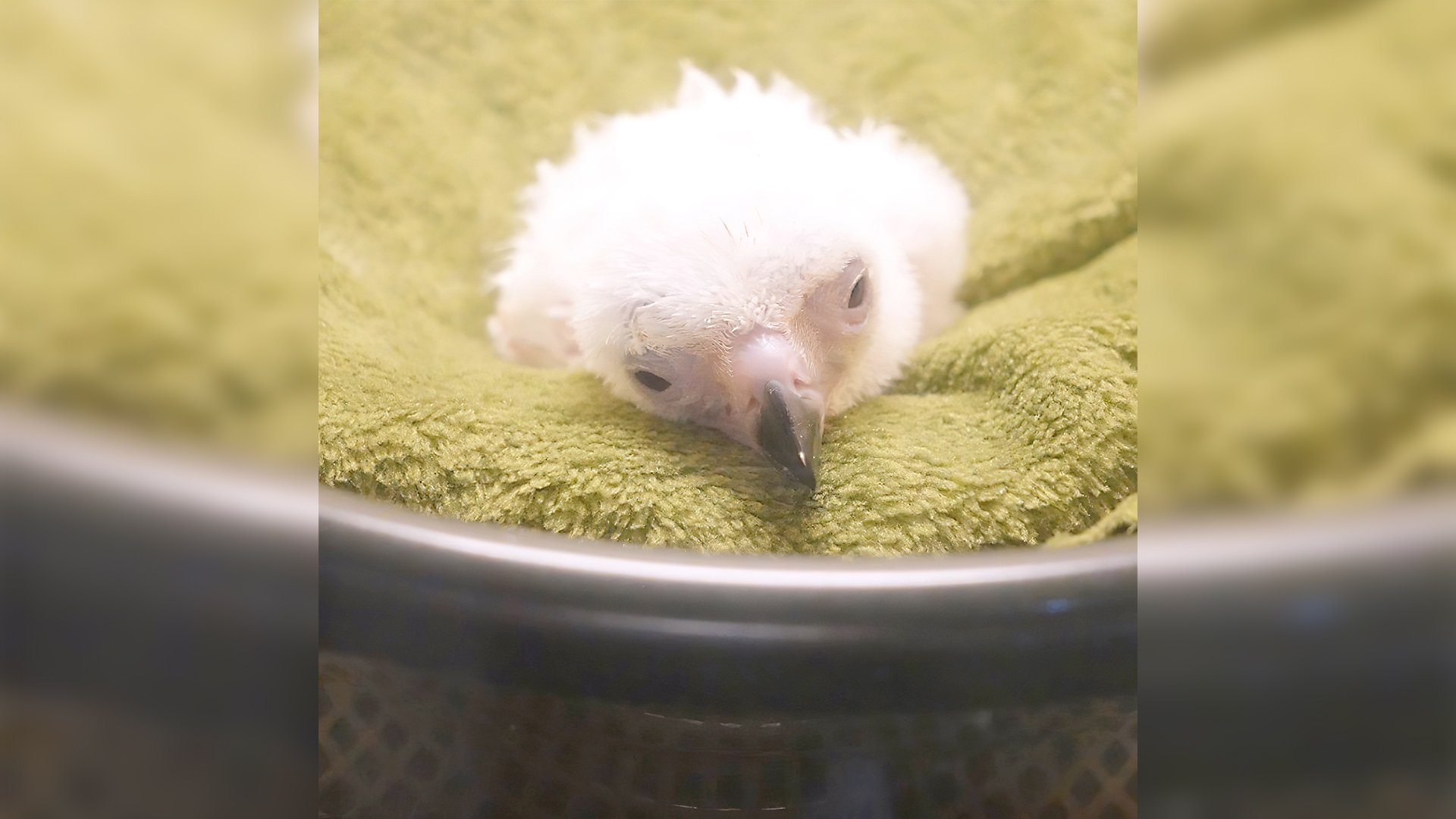 High-tech hatchling: Philippine Eagle chick #30 alive and well