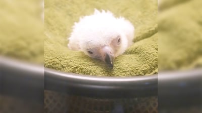 High-tech hatchling: Philippine Eagle chick #30 alive and well