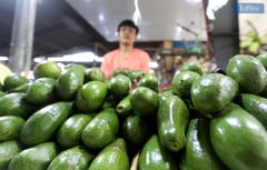 Avocados in Quezon City