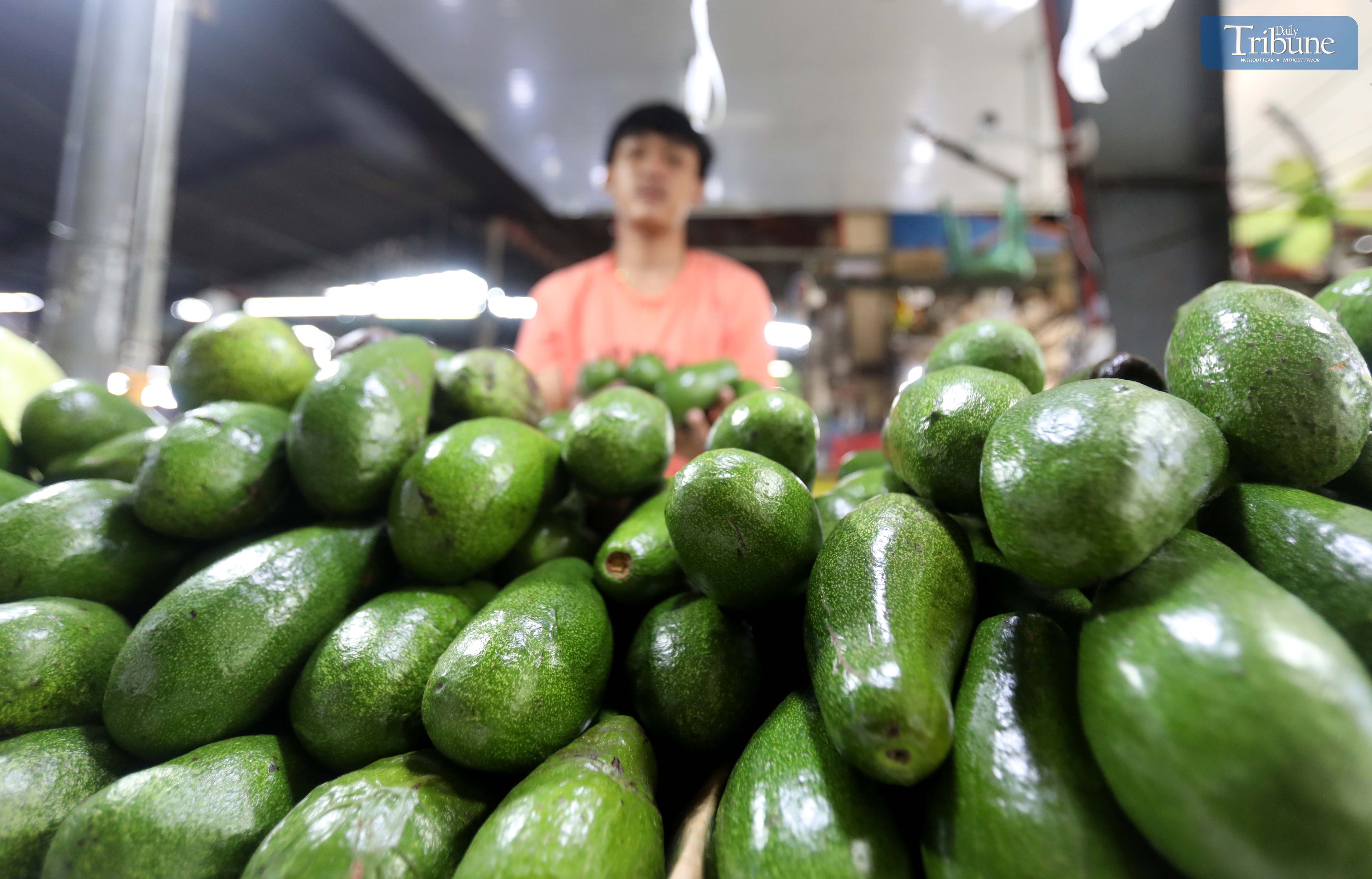 Avocados in Quezon City