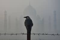 LOOK: A crow is pictured in front of the Taj Mahal amid thick smog in Agra on 15 November 2024.