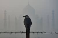 LOOK: A crow is pictured in front of the Taj Mahal amid thick smog in Agra on 15 November 2024.
