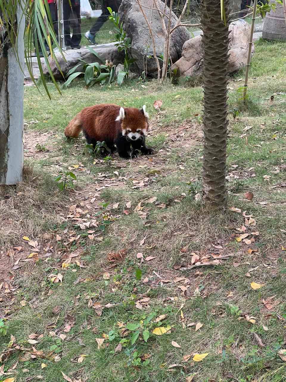 Cuddly bear: Red Panda.