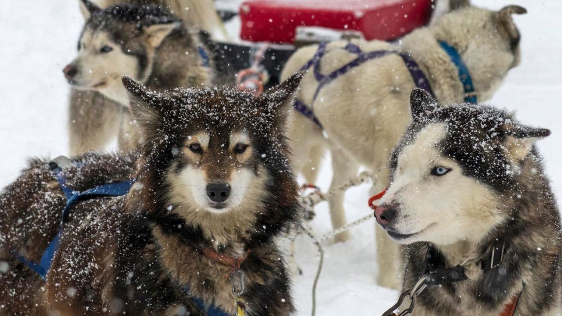 Canada apologizes for killing 1,000 sled dogs