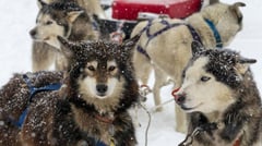 Canada apologizes for killing 1,000 sled dogs