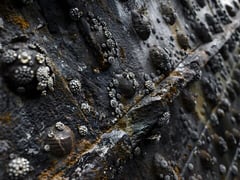Bioinvasions linked to fouled ship hulls