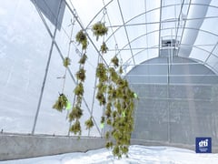 New solar dryer boosts Coron seaweed farmers