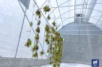The greenhouse uses solar energy to dry seaweed, paving way for a more efficient, economical, and sustainable process of drying agricultural products.