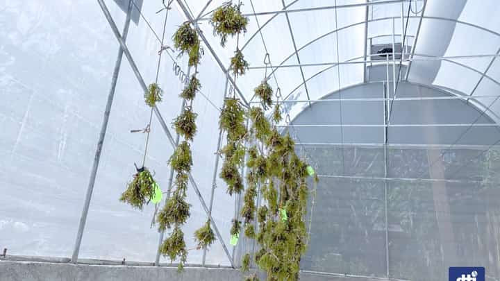 The greenhouse uses solar energy to dry seaweed, paving way for a more efficient, economical, and sustainable process of drying agricultural products.
