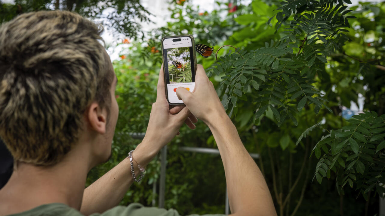 Canada AI project reversing mass insect extinction