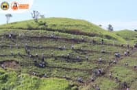 DOST sets Guinness World Record for bamboo planting