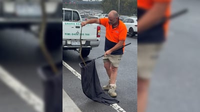 Driver finds deadly tiger snake on her leg