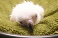 This handout photo taken on November 10, 2024 and released by the Philippine Eagle Foundation (PEF) on November 20 shows a Philippine Eagle chick, known as "chick number 30", after its hatching at the facility of the National Bird Breeding Sanctuary (NBBS) in Davao City, on the southern island of Mindanao. A Philippine Eagle chick hatched via artificial insemination has died on November 29, 2024, an avian conservation foundation has announced, in a fresh setback for one of the world's largest and most critically endangered raptors.