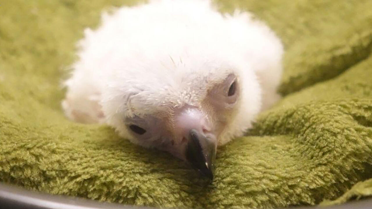 Philippine Eagle hatchling dies