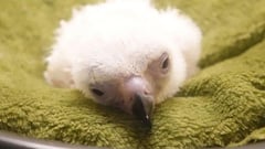 Philippine Eagle hatchling dies